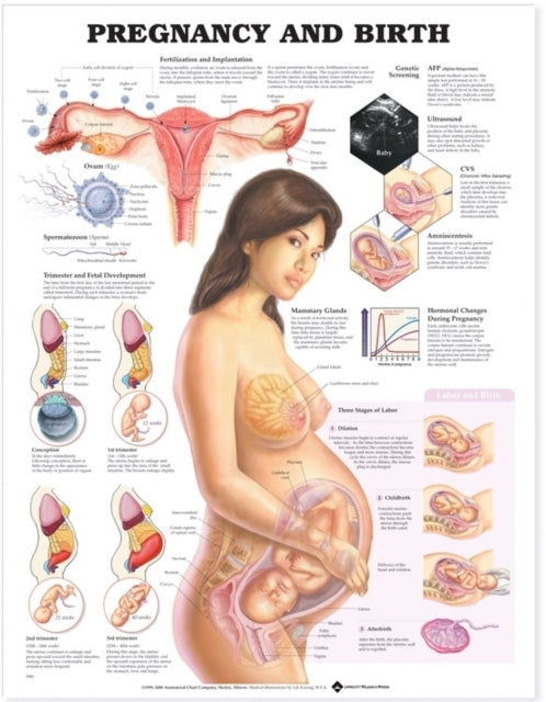 Book cover of: Pregnancy and Birth. By: Anatomical Chart Company