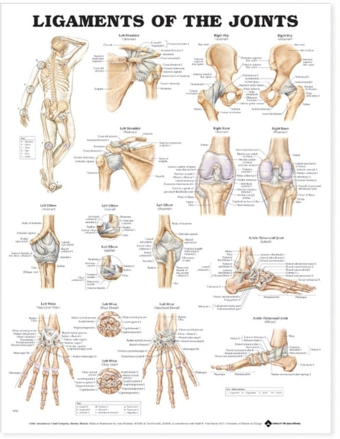 Book cover of: Ligaments of the Joints Anatomical Chart. By: Anatomical Chart Company