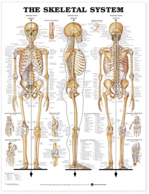 Book cover of: Skeletal System Anatomical Chart