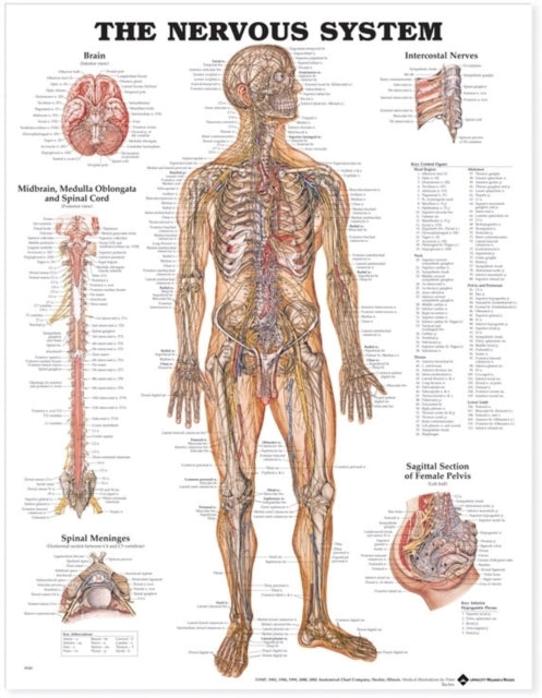Book cover of: Nervous System Anatomical Chart