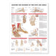 Book cover of: Anatomy and Injuries of the Foot and Ankle. By: Anatomical Chart Company