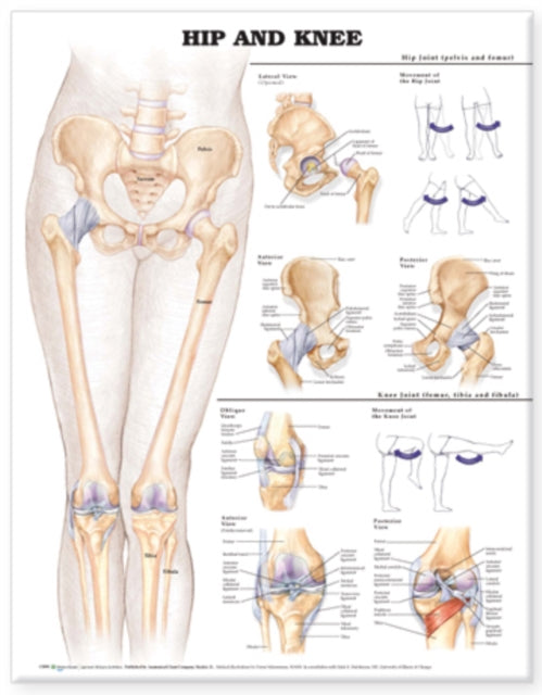 Book cover of: Hip and Knee Anatomical Chart. By: Anatomical Chart Company