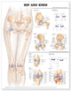 Book cover of: Hip and Knee Anatomical Chart. By: Anatomical Chart Co