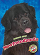 Book cover of: Newfoundlands. By: Nathan Sommer