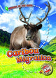 Book cover of: Caribou Migration. By: Kari Schuetz