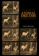 Book cover of: Animal Dreams. By: David Brooks - undifferentiated