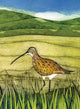 Book cover of: Wild Birds Pocket Notebook: Curlew