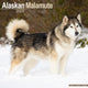 Book cover of: Alaskan Malamute Calendar 2026  Square Dog Breed Wall Calendar - 16 Month