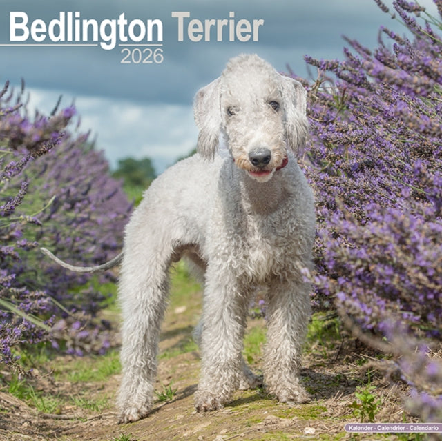 Book cover of: Bedlington Terrier Calendar 2026  Square Dog Breed Wall Calendar - 16 Month