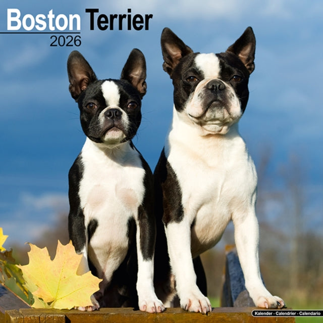 Boston Terrier Calendar 2026  Square Dog Breed Wall Calendar - 16 Month 9781804606186 