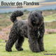 Book cover of: Bouvier Des Flandres (Euro) Calendar 2026  Square Dog Breed Wall Calendar - 16 Month