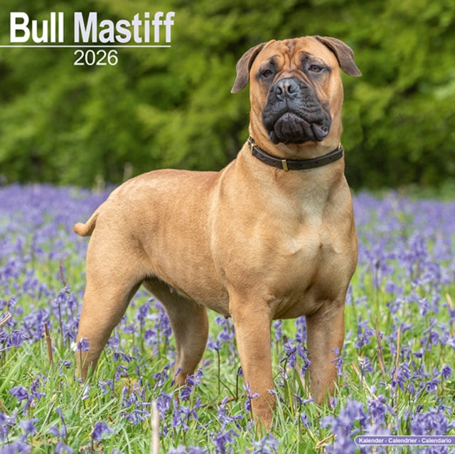 Book cover of: Bull Mastiff Calendar 2026  Square Dog Breed Wall Calendar - 16 Month
