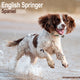 Book cover of: English Springer Spaniel (Euro) Calendar 2026  Square Dog Breed Wall Calendar - 16 Month
