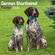 Book cover of: German Shorthair Pointer Calendar 2026  Square Dog Breed Wall Calendar - 16 Month