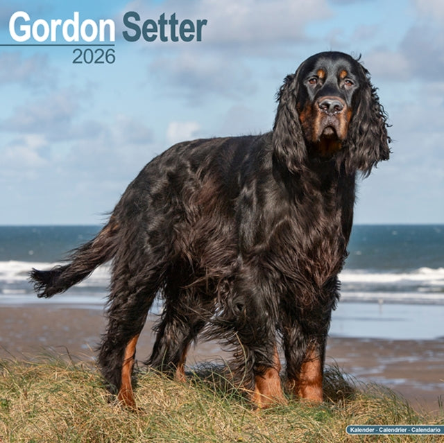 Book cover of: Gordon Setter Calendar 2026  Square Dog Breed Wall Calendar - 16 Month