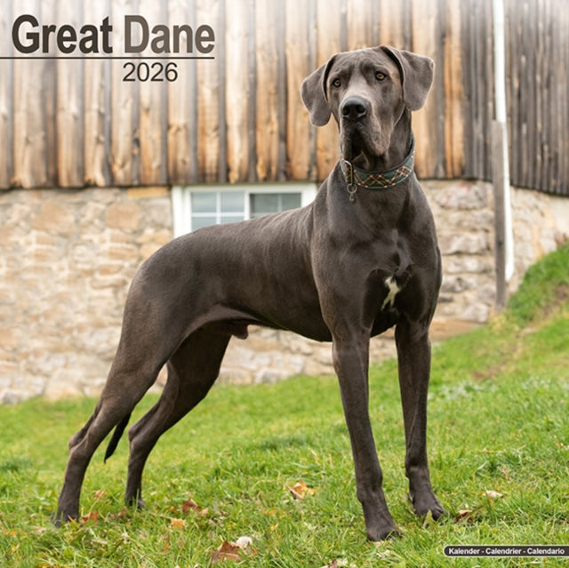 Book cover of: Great Dane (Euro) Calendar 2026  Square Dog Breed Wall Calendar - 16 Month