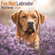 Book cover of: Fox Red Labrador Retriever Calendar 2026  Square Dog Breed Wall Calendar - 16 Month