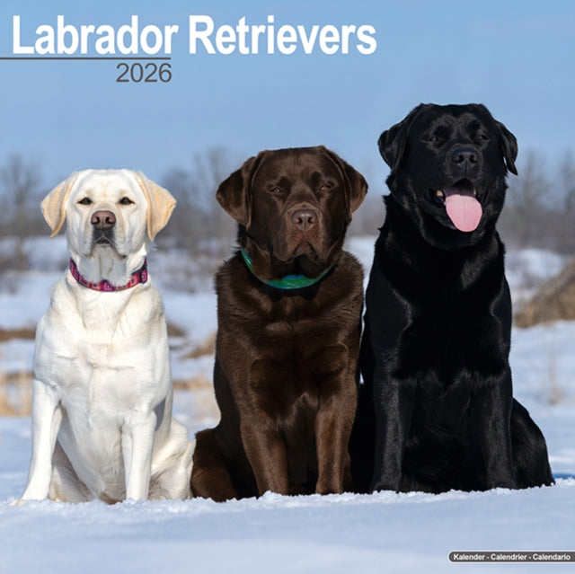 Book cover of: Labrador Retrievers (Mixed) Calendar 2026  Square Dog Breed Wall Calendar - 16 Month