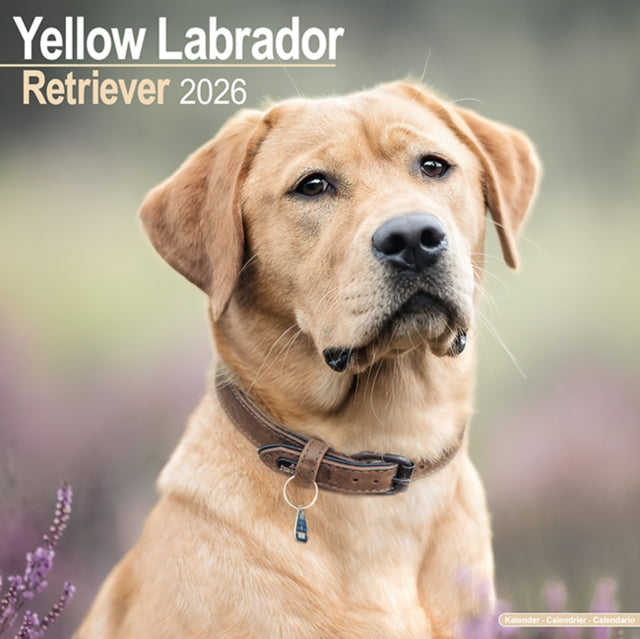 Book cover of: Labrador Retriever (Yellow) Calendar 2026  Square Dog Breed Wall Calendar - 16 Month