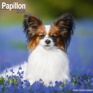 Papillon Calendar 2026 Square Dog Breed Wall Calendar - 16 Month