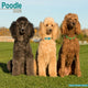 Book cover of: Poodle Calendar 2026  Square Dog Breed Wall Calendar - 16 Month