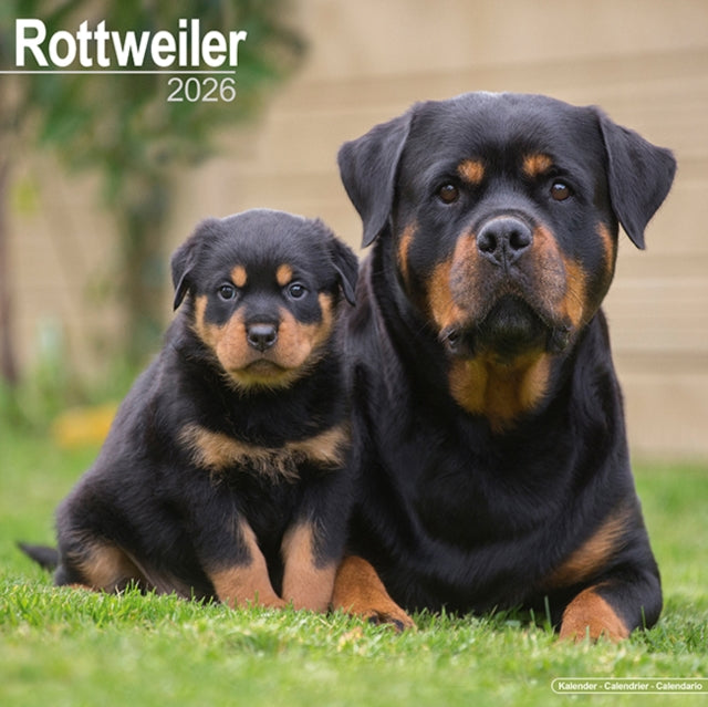 Book cover of: Rottweiler Calendar 2026  Square Dog Breed Wall Calendar - 16 Month