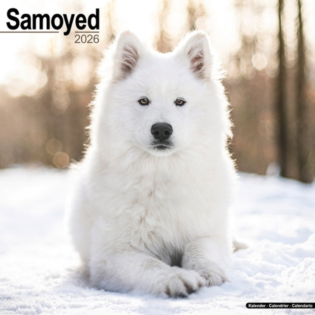 Book cover of: Samoyed Calendar 2026  Square Dog Breed Wall Calendar - 16 Month