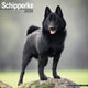Book cover of: Schipperke Calendar 2026  Square Dog Breed Wall Calendar - 16 Month