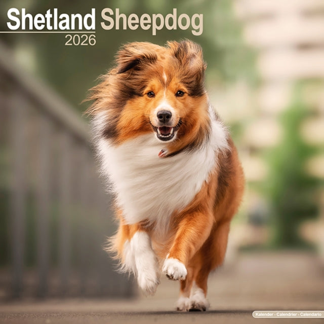Book cover of: Shetland Sheepdog Calendar 2026  Square Dog Breed Wall Calendar - 16 Month