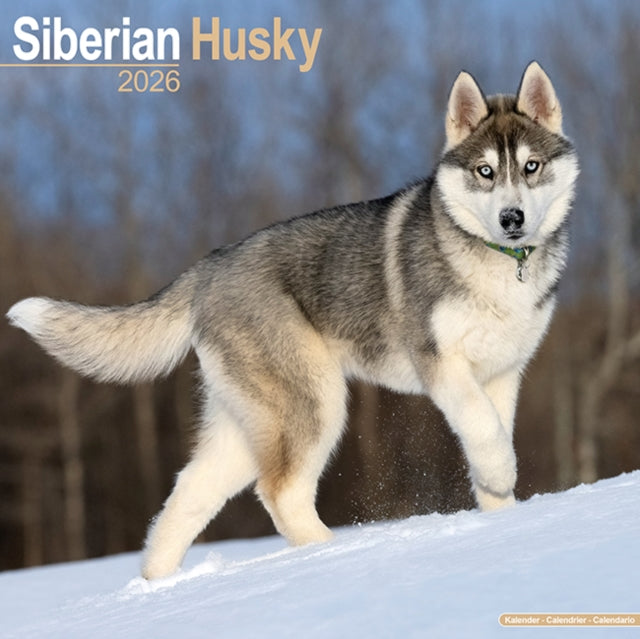 Book cover of: Siberian Husky Calendar 2026  Square Dog Breed Wall Calendar - 16 Month