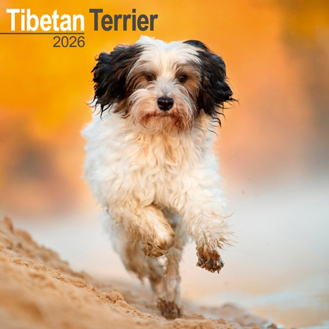 Book cover of: Tibetan Terrier Calendar 2026  Square Dog Breed Wall Calendar - 16 Month