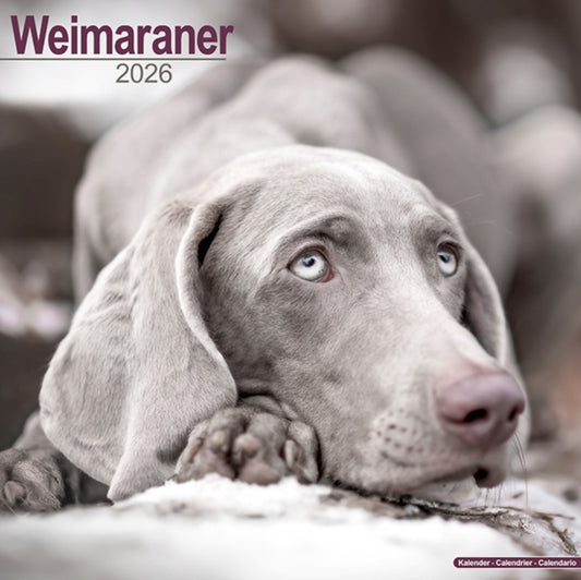 Book cover of: Weimaraner Calendar 2026  Square Dog Breed Wall Calendar - 16 Month