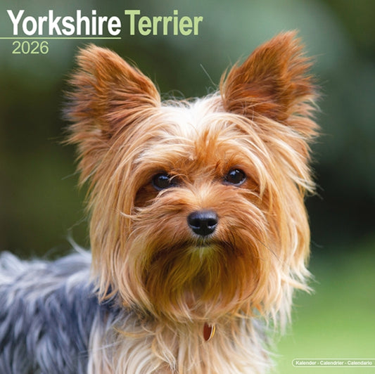 Book cover of: Yorkshire Terrier Calendar 2026  Square Dog Breed Wall Calendar - 16 Month