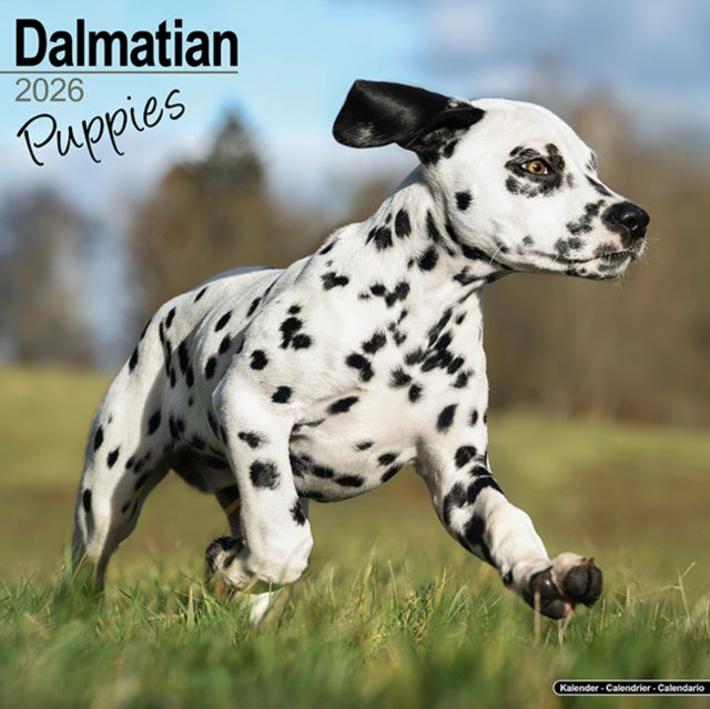 Book cover of: Dalmatian Puppies Calendar 2026  Square Dog Puppy Breed Wall Calendar - 16 Month