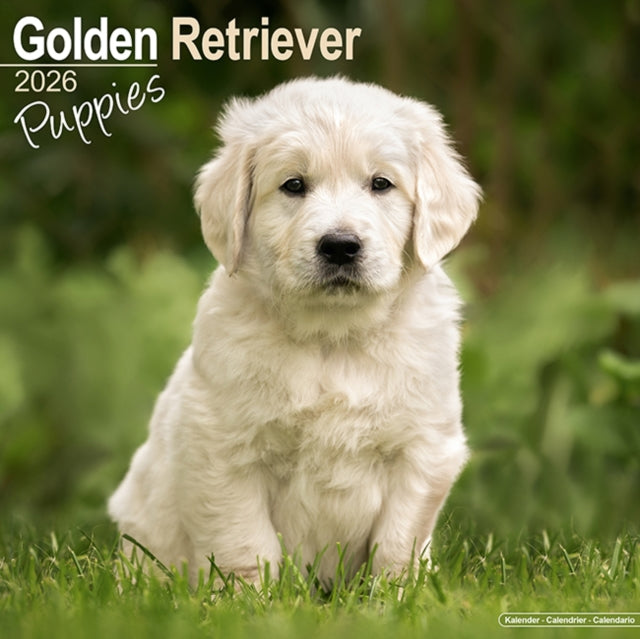 Book cover of: Golden Retriever Puppies Calendar 2026  Square Dog Puppy Breed Wall Calendar - 16 Month