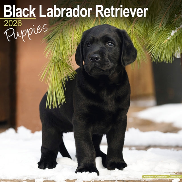 Book cover of: Black Labrador Puppies Calendar 2026  Square Dog Puppy Breed Wall Calendar - 16 Month