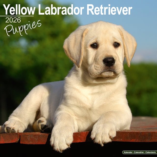 Book cover of: Yellow Labrador Puppies Calendar 2026  Square Dog Puppy Breed Wall Calendar - 16 Month