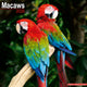 Book cover of: Macaws Calendar 2026  Square Bird Wall Calendar - 16 Month