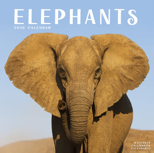 Book cover of: Elephants Calendar 2026  Square Wildlife Safari Wall Calendar - 16 Month