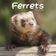 Book cover of: Ferrets Calendar 2026  Square Animal Wall Calendar - 16 Month
