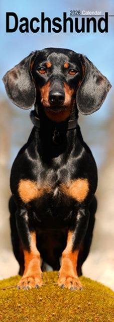 Book cover of: Dachshund Slim Calendar 2026  Dog Breed Slimline Calendar - 12 Month