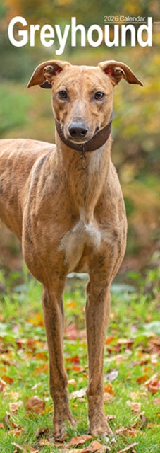 Book cover of: Greyhound Slim Calendar 2026  Dog Breed Slimline Calendar - 12 Month
