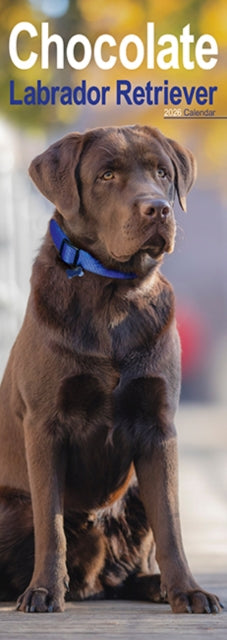 Book cover of: Chocolate Labrador Retriever Slim Calendar 2026  Dog Breed Slimline Calendar - 12 Month