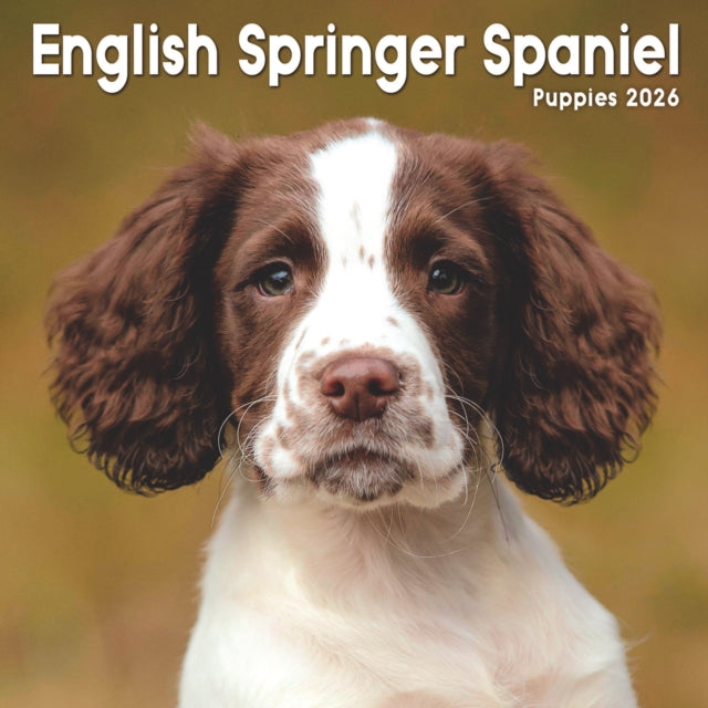 Book cover of: English Springer Spaniel Puppies Square