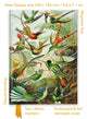 Book cover of: Ernst Haeckel: Hummingbirds (Foiled Quarto Journal)