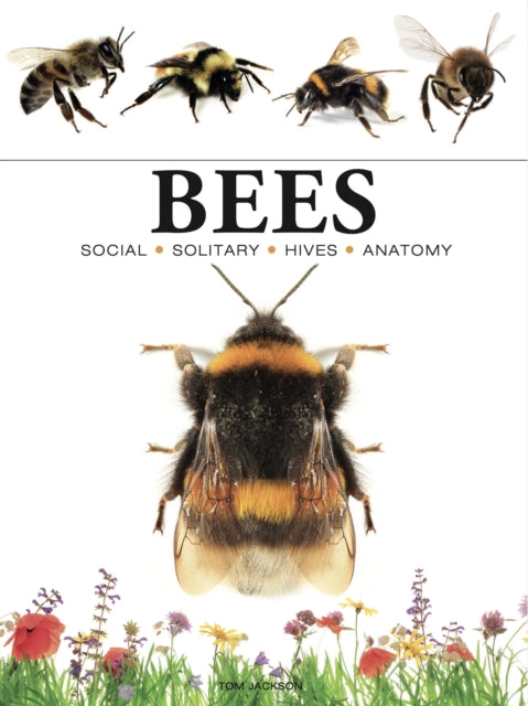 Book cover of: Bees. By: Tom Jackson