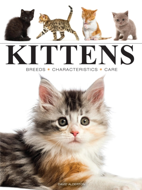 Book cover of: Kittens. By: Amber Books