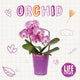 Book cover of: Orchid. By: Brenda McHale