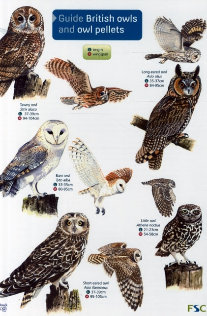 Book cover of: Guide to British Owls and Owl Pellets