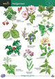 Book cover of: Guide to Hedgerows